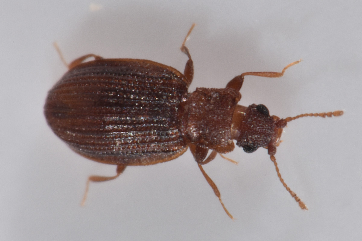 Latridiidae: Stephostethus sp?